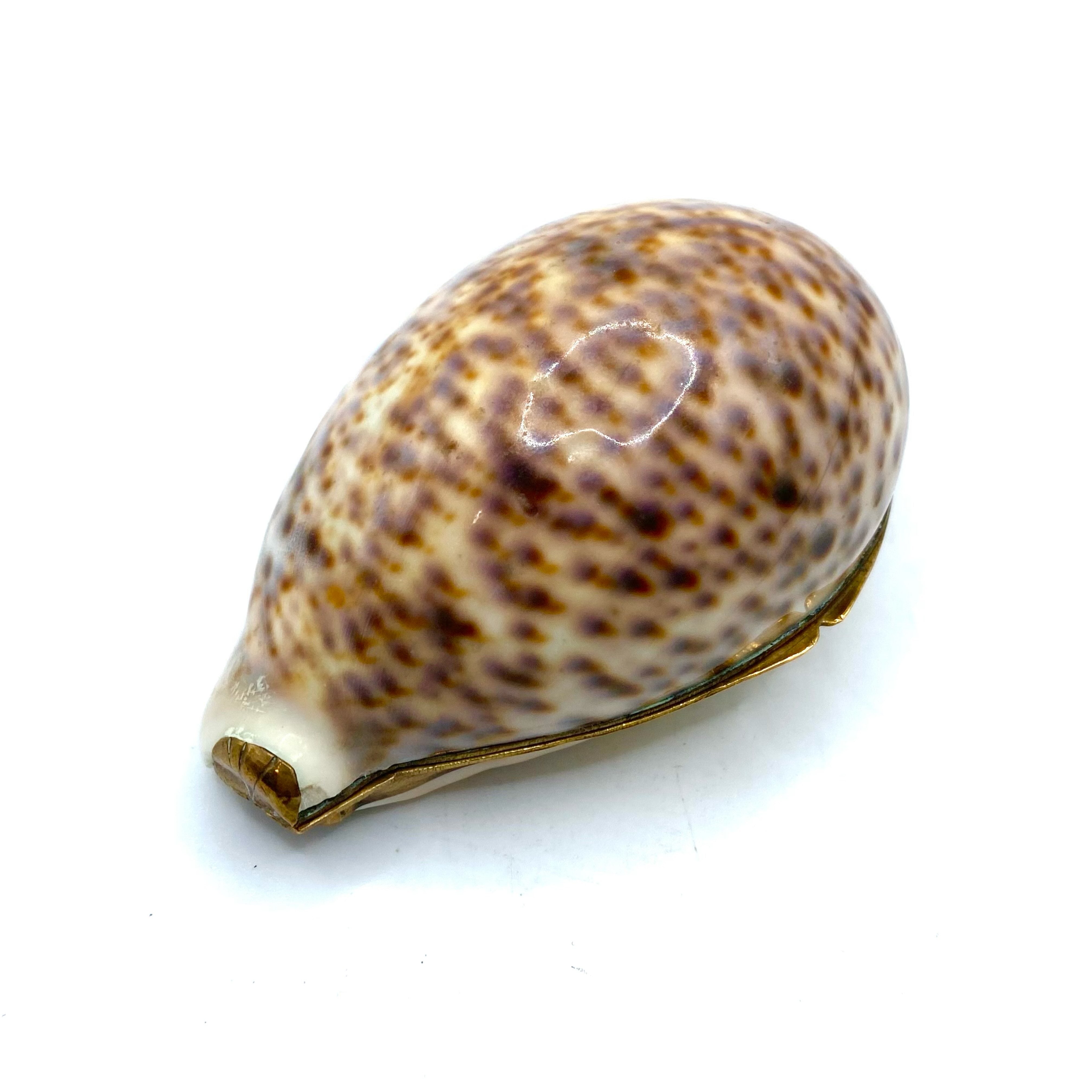 Snuff Box Sea Shells Antique gilt-mounted Cowrie Shell Snuff Box. – Iapello Arts & Antiques