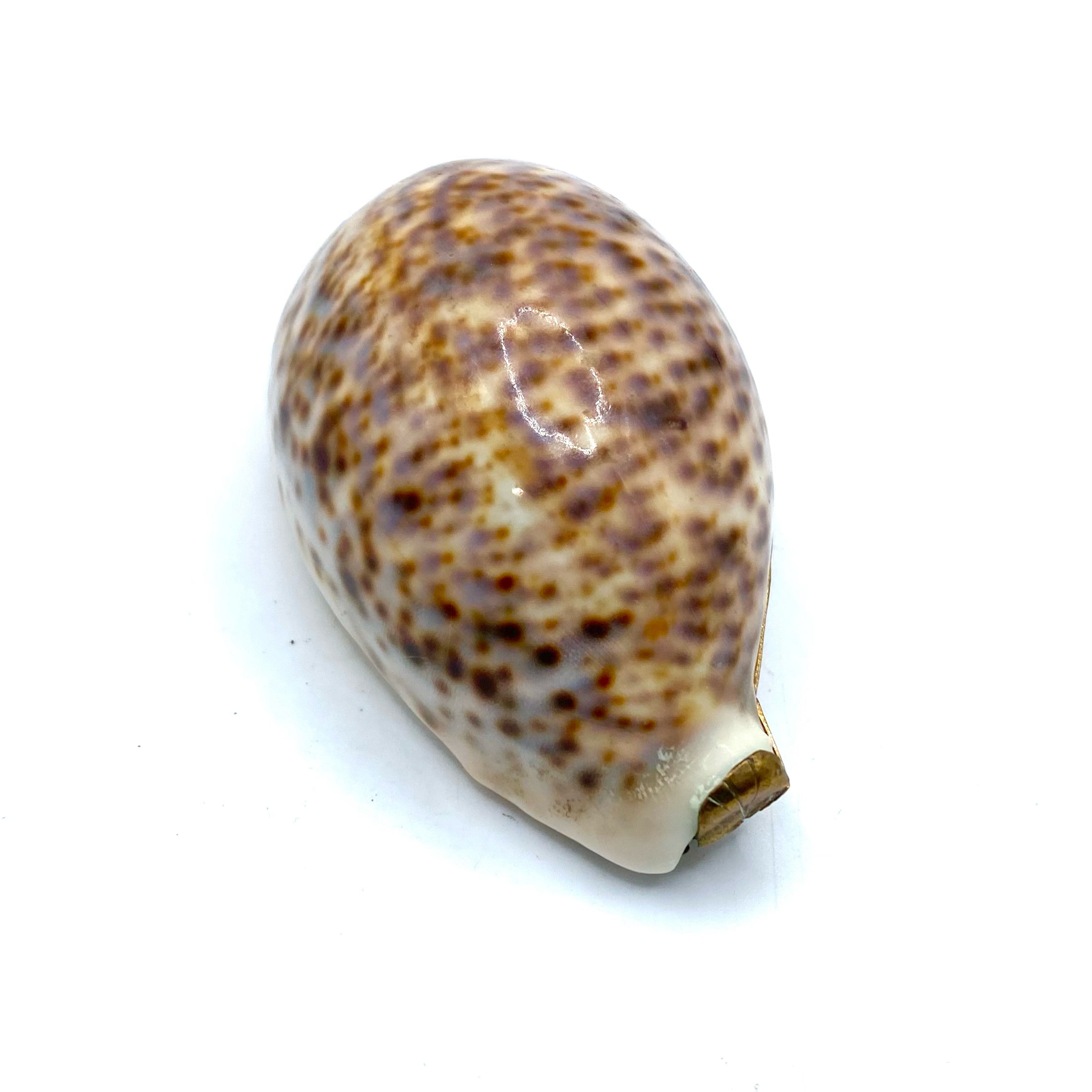 Snuff Box Sea Shells Antique gilt-mounted Cowrie Shell Snuff Box. – Iapello Arts & Antiques