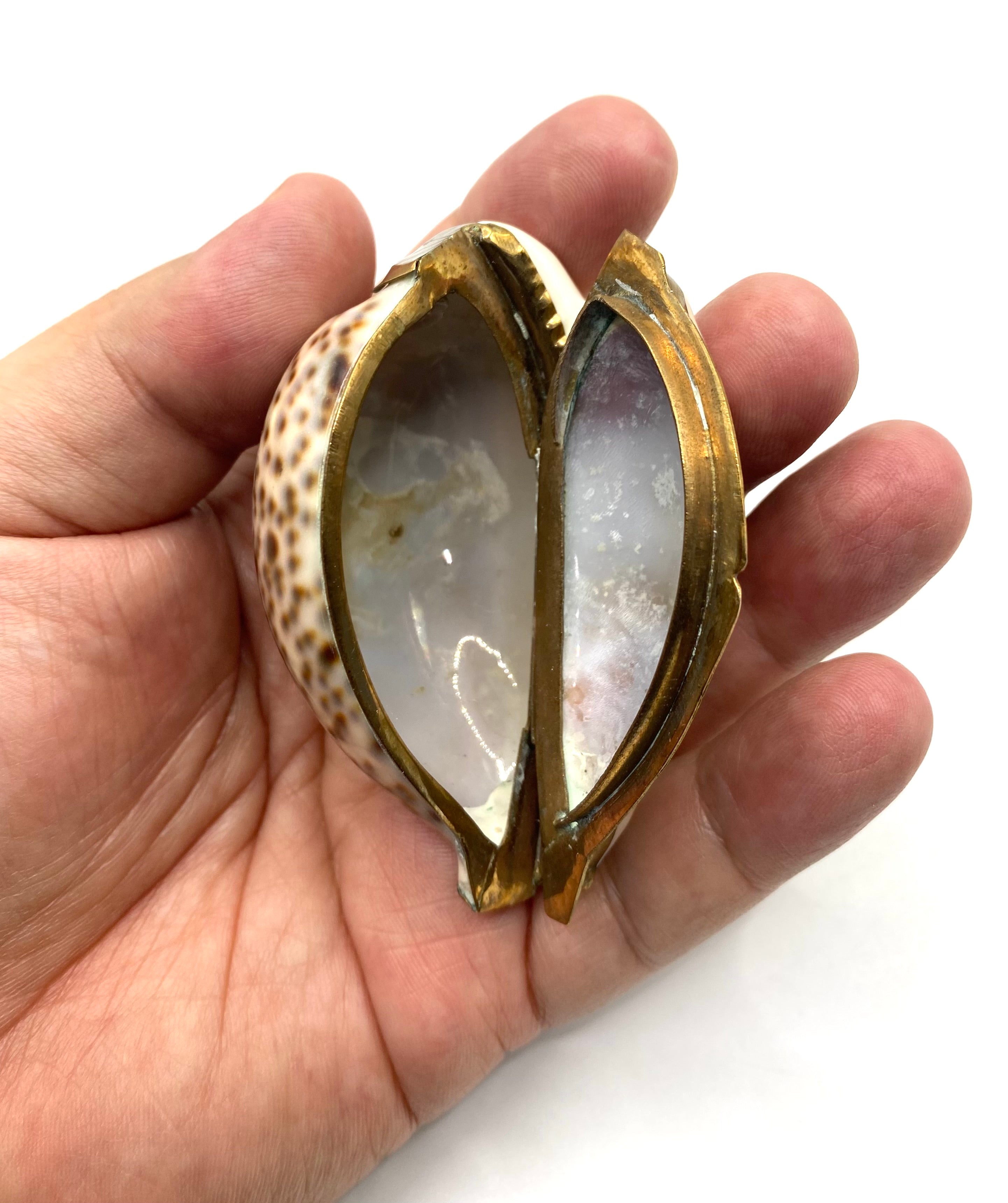 Snuff Box Sea Shells Antique gilt-mounted Cowrie Shell Snuff Box. – Iapello Arts & Antiques