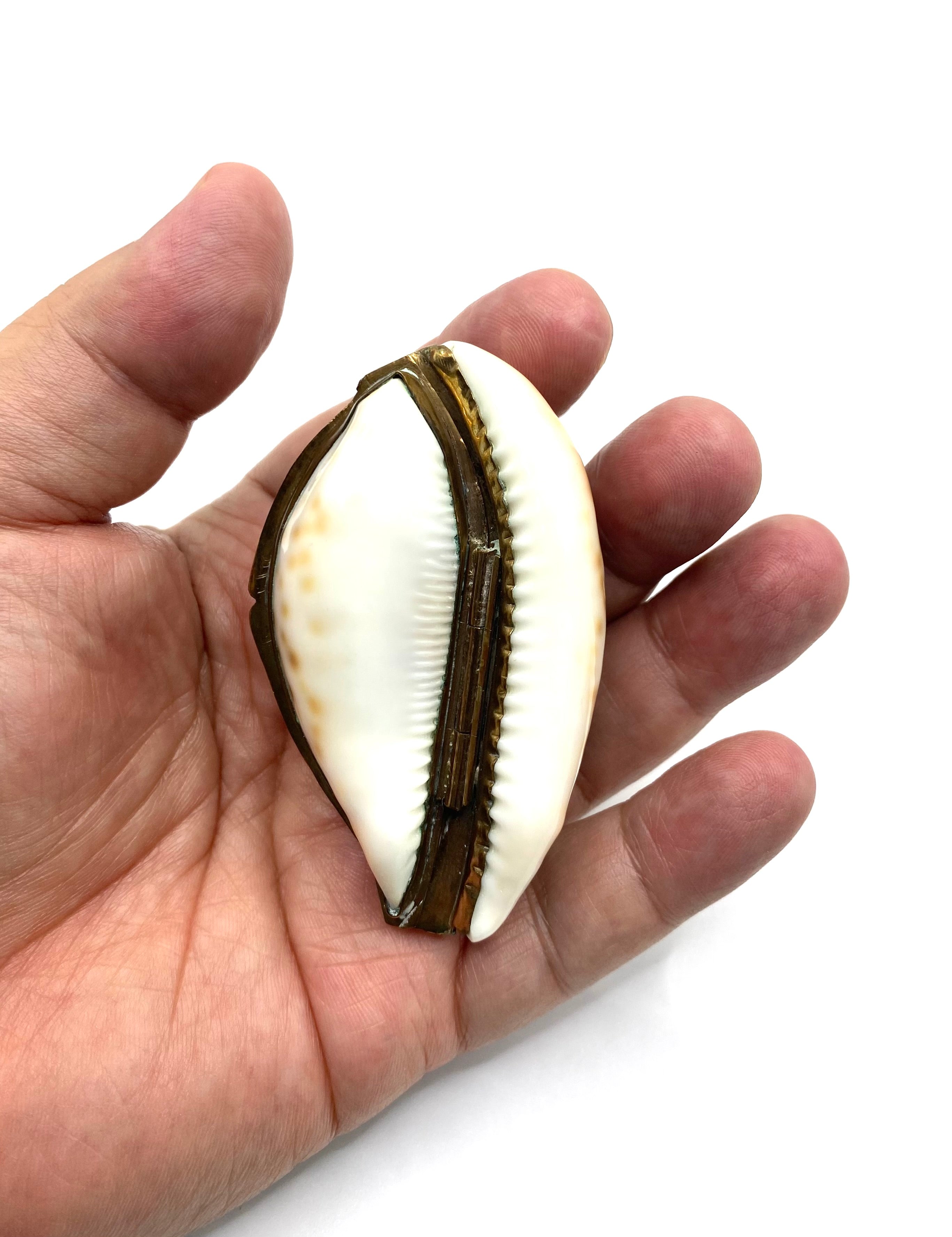 Snuff Box Sea Shells Antique gilt-mounted Cowrie Shell Snuff Box. – Iapello Arts & Antiques