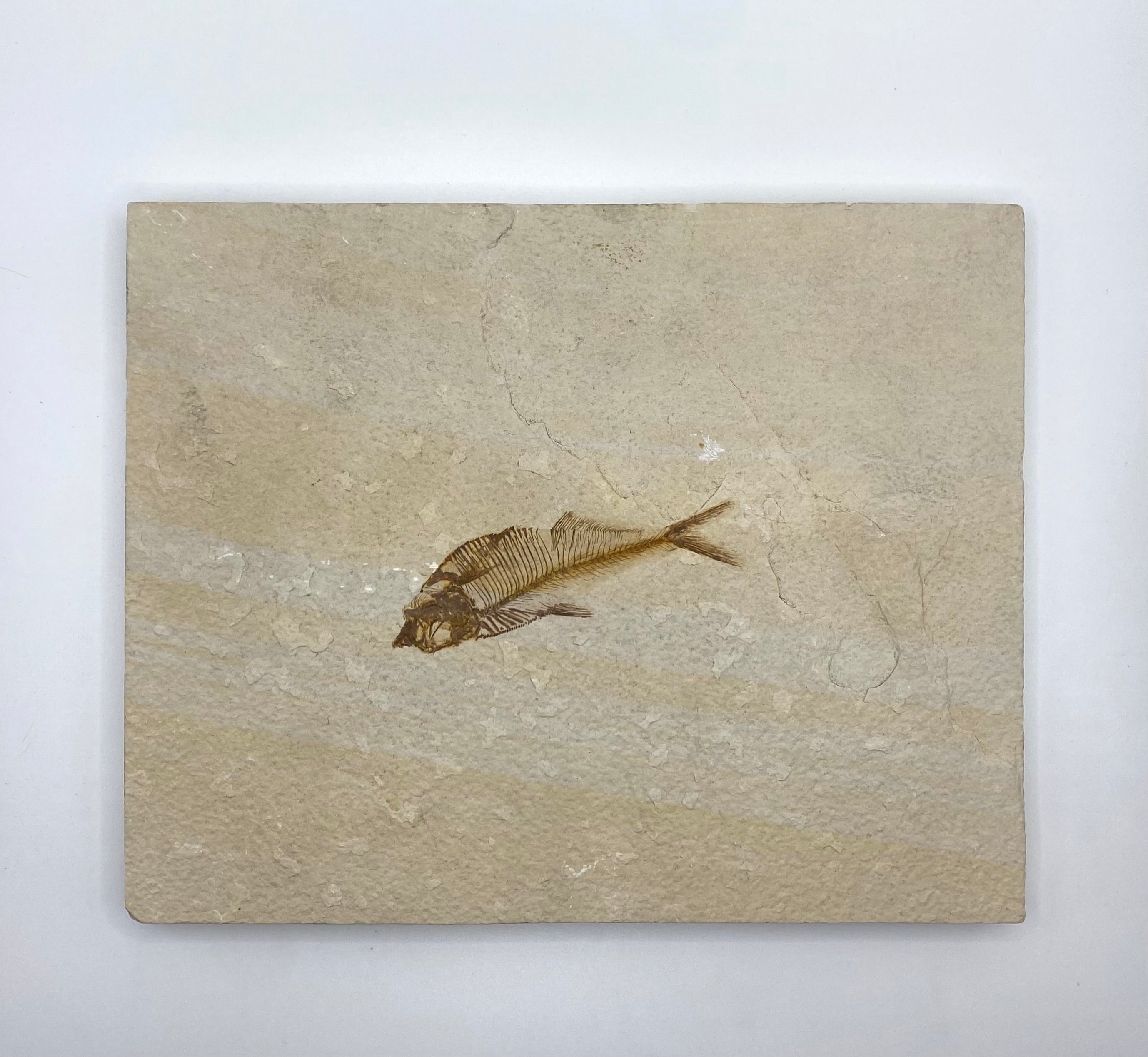 Knightia eocaena Green River Fish Fossil – Iapello Arts & Antiques