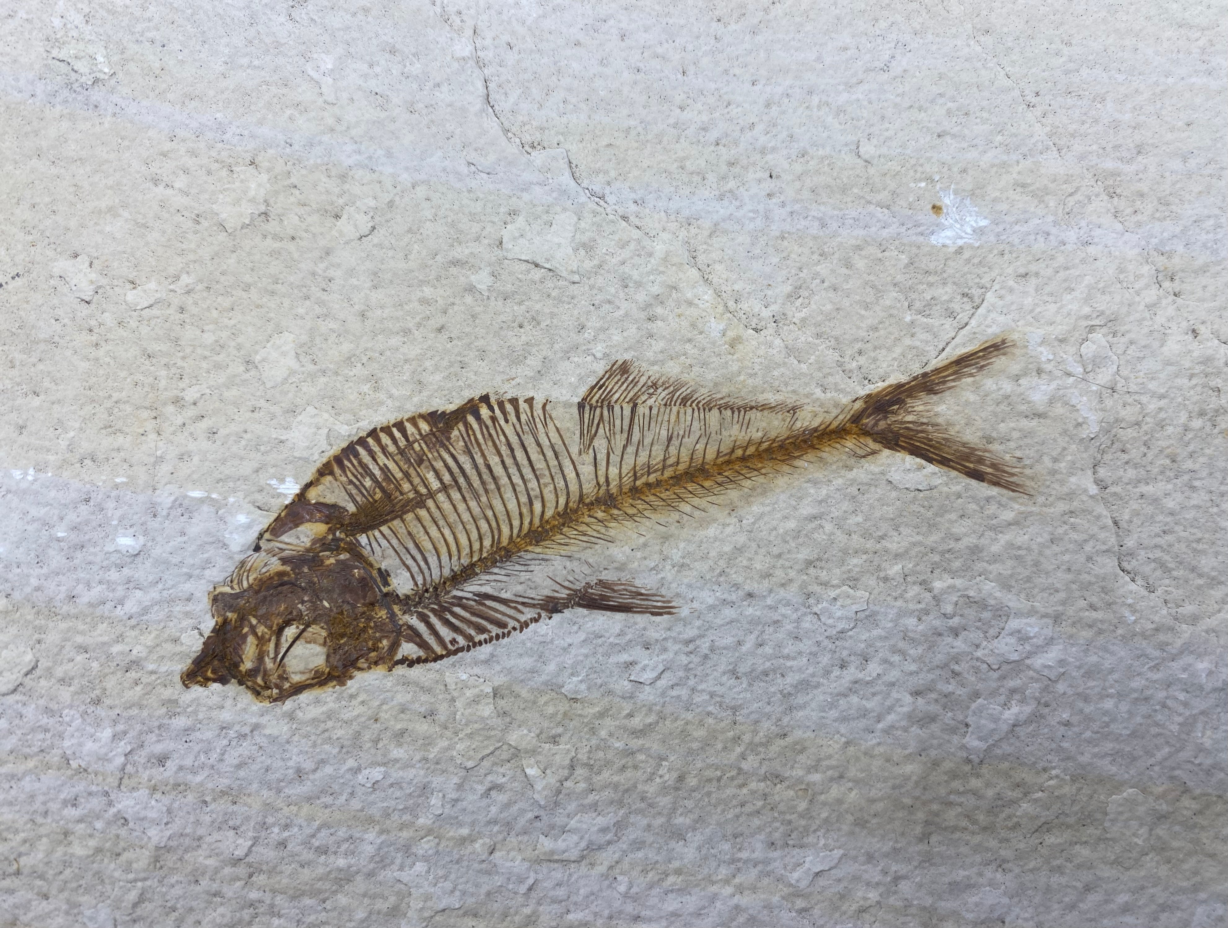 Knightia eocaena Green River Fish Fossil – Iapello Arts & Antiques