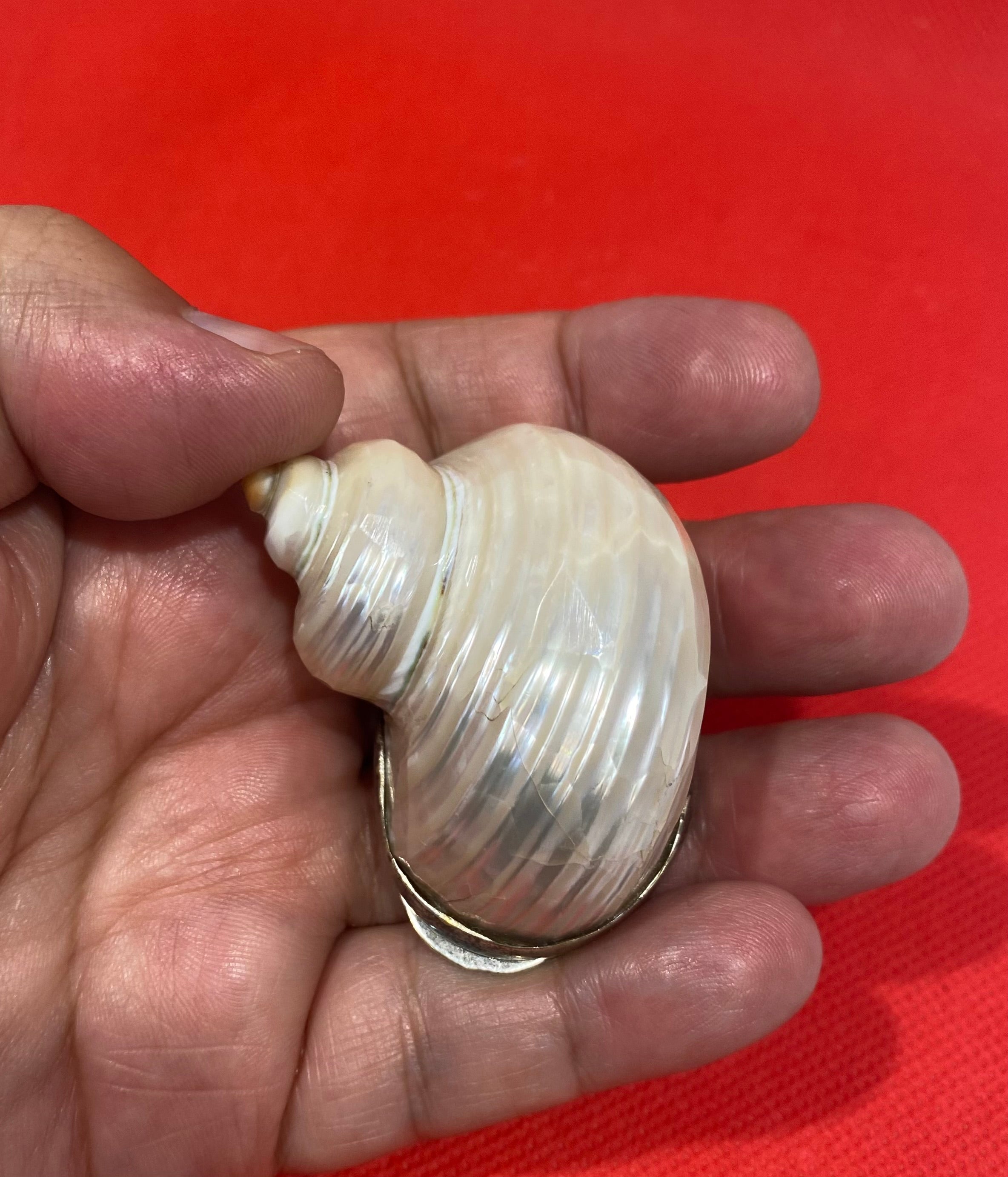 Antique Turbo Shell Snuff &/or Pill Box.