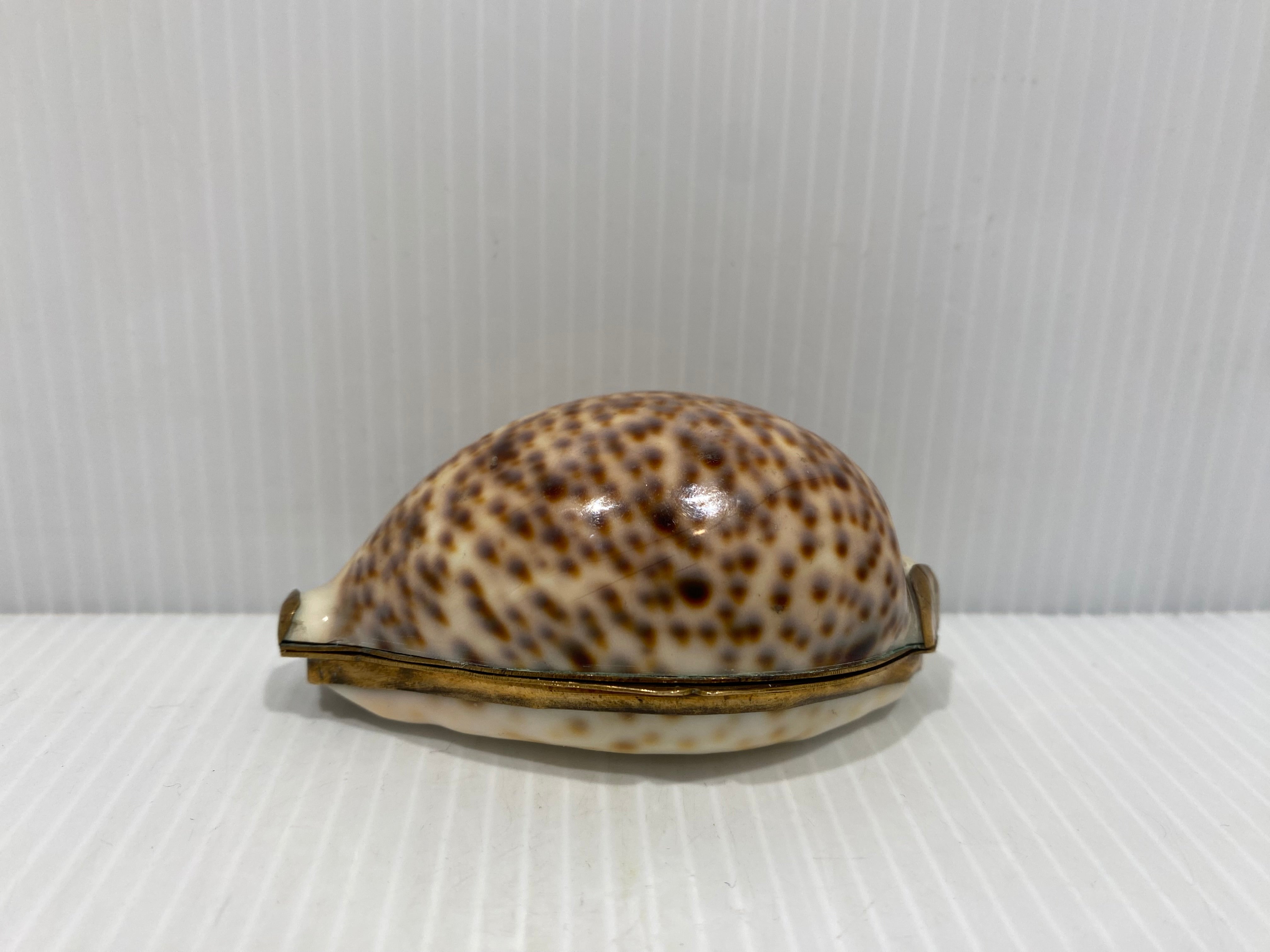 Snuff Box Sea Shells Antique gilt-mounted Cowrie Shell Snuff Box. – Iapello Arts & Antiques