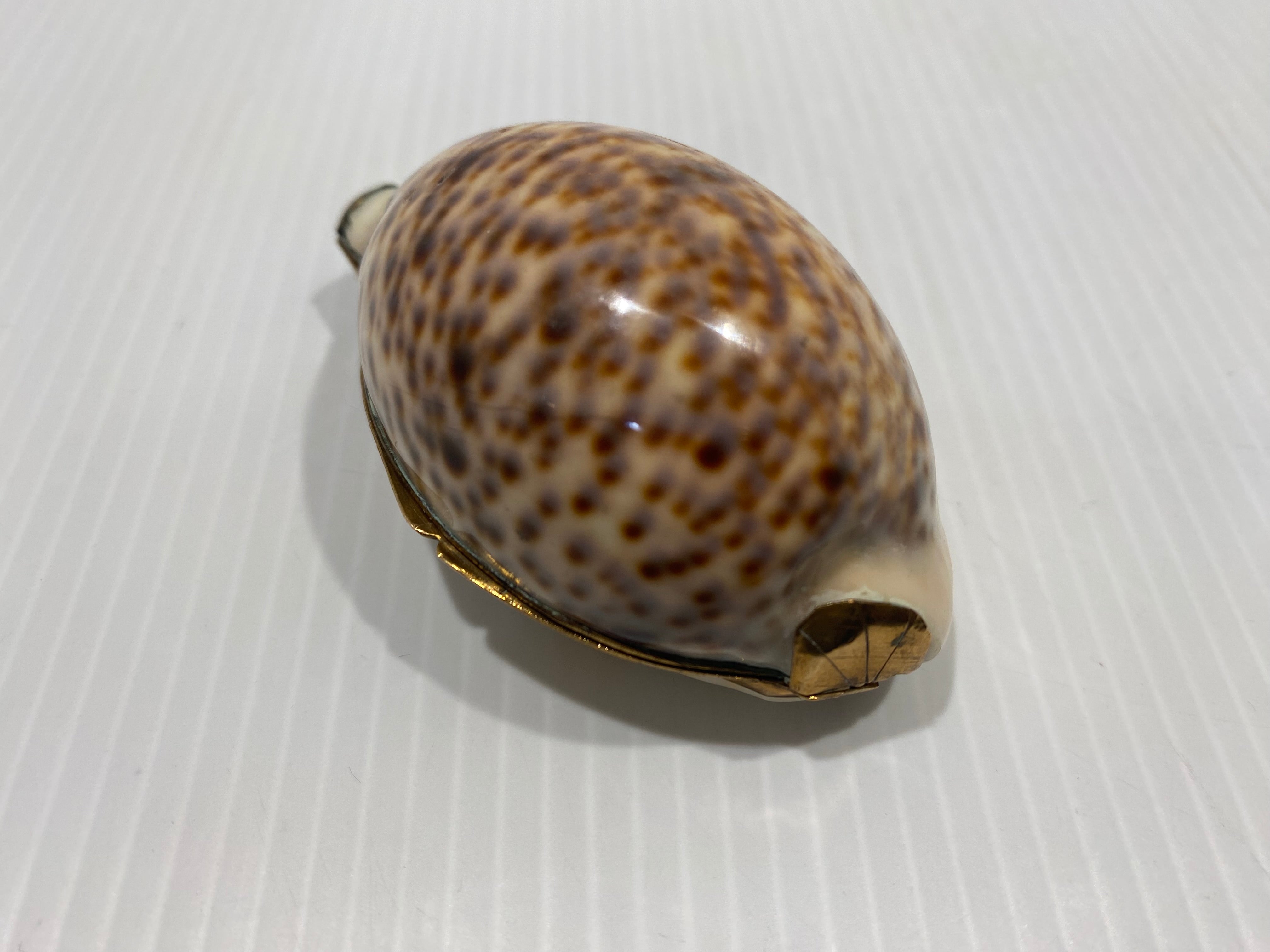 Snuff Box Sea Shells Antique gilt-mounted Cowrie Shell Snuff Box. – Iapello Arts & Antiques