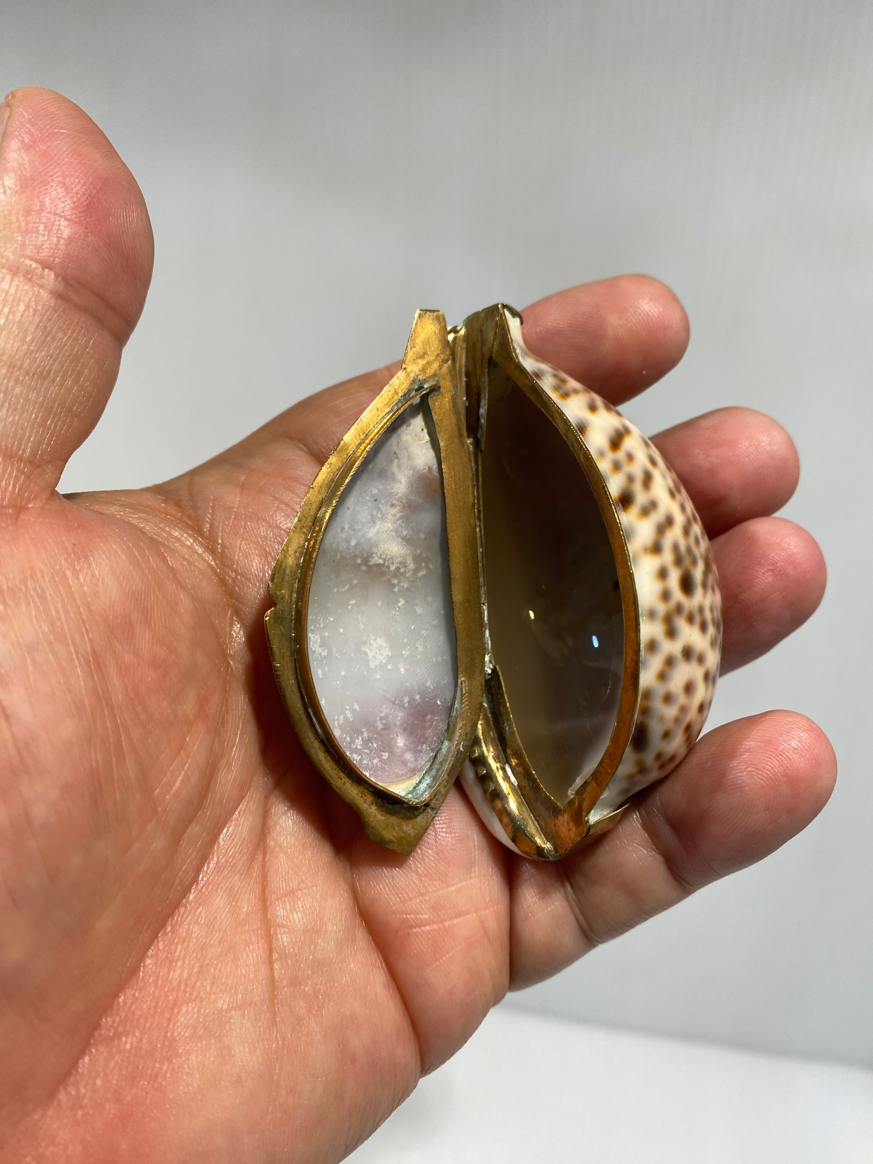 Snuff Box Sea Shells Antique gilt-mounted Cowrie Shell Snuff Box. – Iapello Arts & Antiques