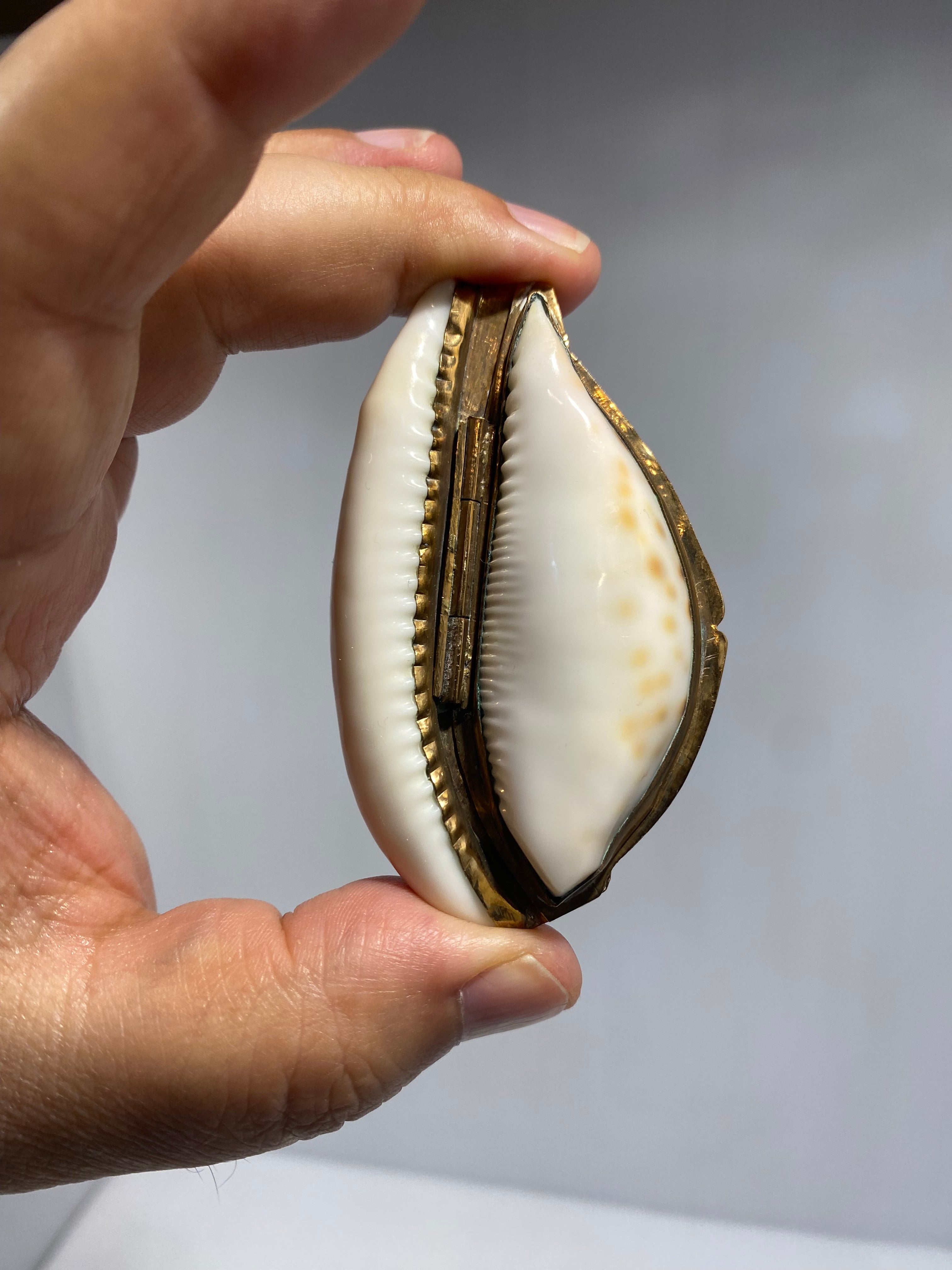 Snuff Box Sea Shells Antique gilt-mounted Cowrie Shell Snuff Box. – Iapello Arts & Antiques