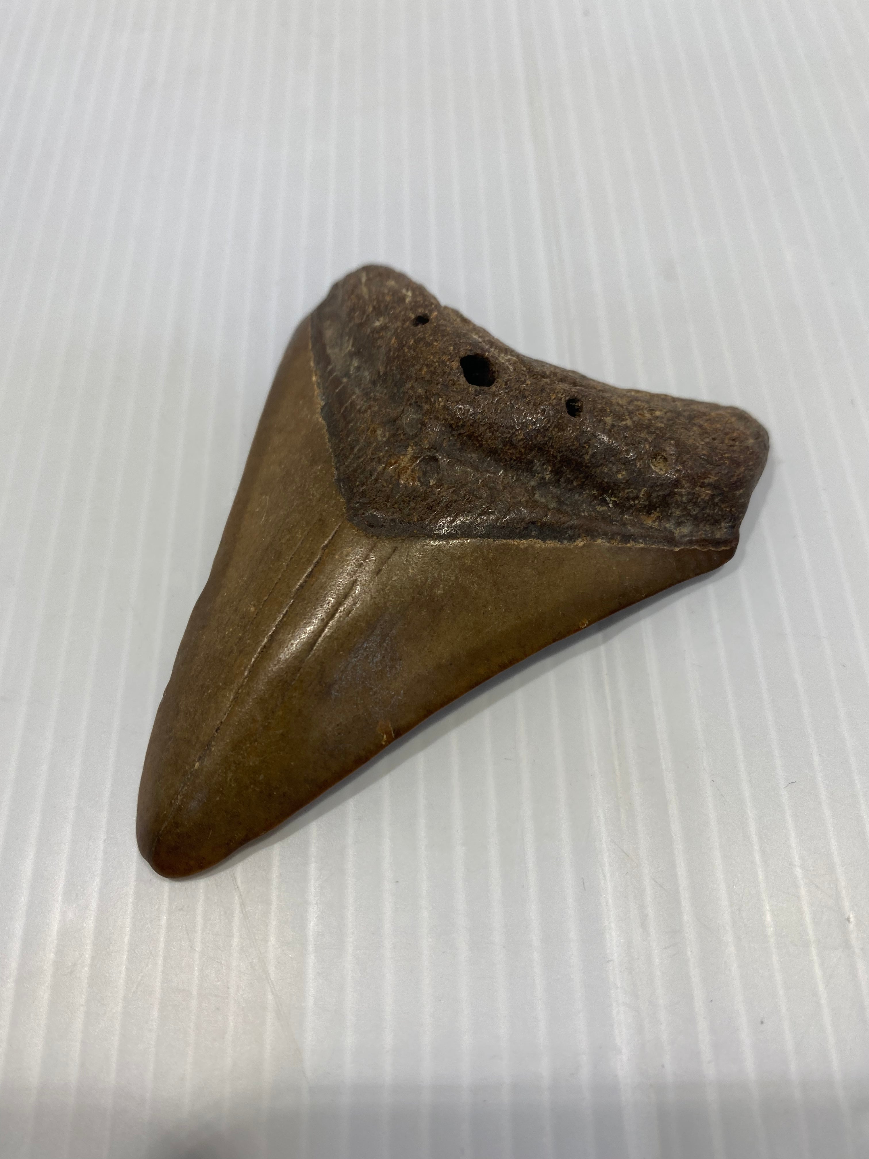 Fossil Shark Tooth - Carcharodon megalodon 8 cm