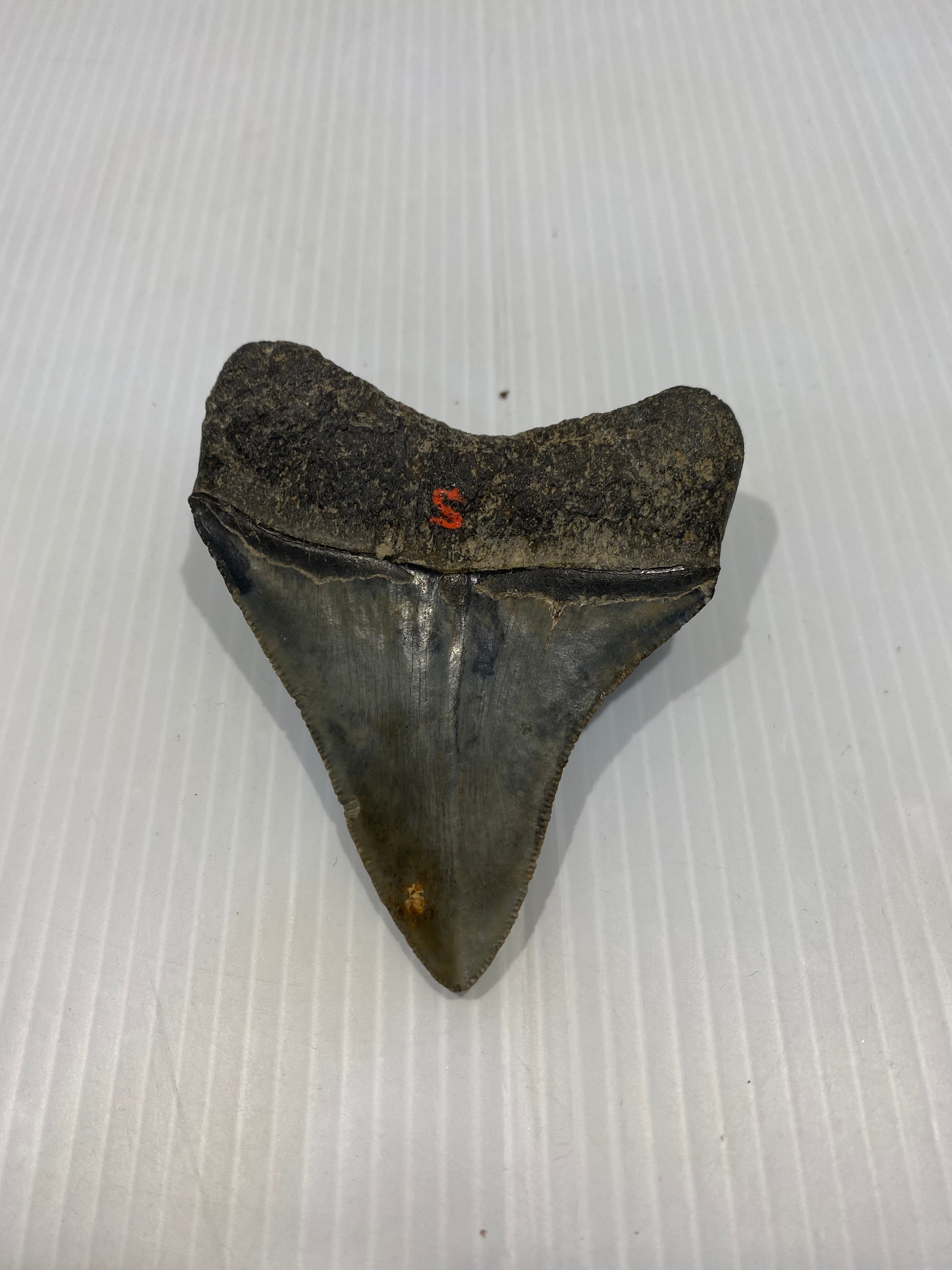 Fossil Shark Tooth - Carcharodon megalodon 8.3 cm